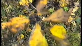 Грибы старого леса.Смоленск.