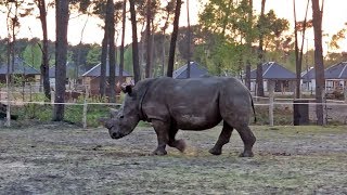 Safari Resort Beekse Bergen (sfeerimpressie 2018)