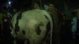 ذبح اضحيه كسر الطن و سنها صغير جزارين عا الكلام  جزاره الاسلاميه بورسعيد