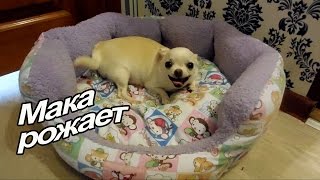 VLOG: Тяжелые роды у Маки / Кесарево / Судьба щенков