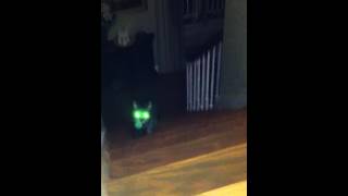 Ghost Cat