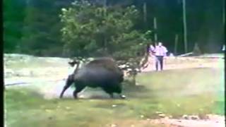 Нападение животных на людей