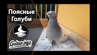 ПОЯСНЫЕ ДВУХЧУБЫЕ ГОЛУБИ / PIGEONS / TAUBE #Gulsarinfo©