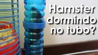 Hamster dormindo no tubo? | O que fazer