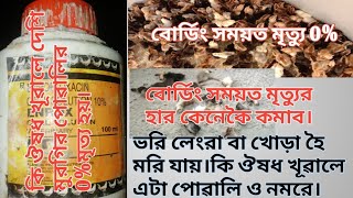 Deshi chicks boarding time medicine, 0% mortalety at boarding time,boarding time care,