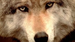 Человечность зверя / До слез трогательный ролик / ВОЛК [ Wolf Life ]