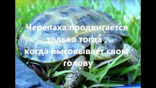 АЛЕКСЕЙ БУЙМИСТРОВ, Формула денег, Валерий Крамной