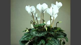 Cyclamen flowering timelapse over 4 weeks