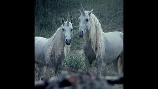 lil peep x horsehead - right here (legendado)