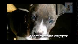 extreme dog