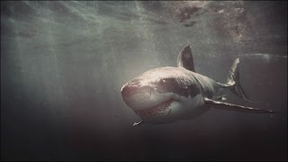 || FEED AND GROW FISH || "Акулы - убийцы"