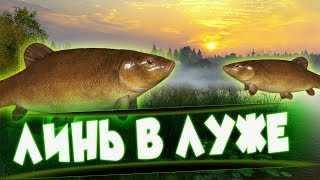 Русская Рыбалка 4 ● РОЗЫГРЫШ ● НОВАЯ ТОЧКА НА ЛИНЯ