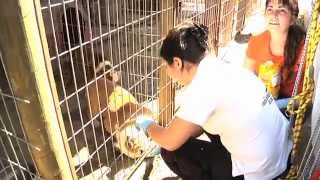Indignante: cruel maltrato animal en criadero clandestino