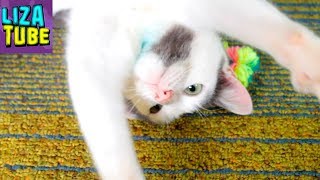 Кот Кожик Распаковка ПОСЫЛОК с котиком  \ LizaTube