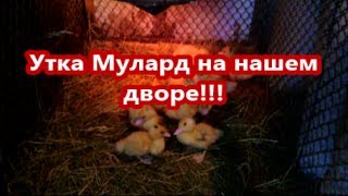 Утки муларды и куры бройлеры на нашем дворе!!!