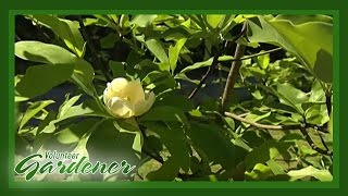 Magnolia Varieties | Volunteer Gardener