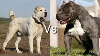 Питбуль против Алабай! КТО СИЛЬНЕЕ?
Pittbull VS Alabay!
WHO IS STRONGER?