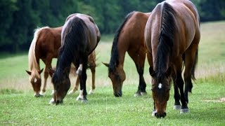 Деревенские посиделки  " Разнообразно-удивляющий июль 2016 года"