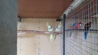 Разведение Попугаев Корелл.У Корелл появились птенцы .Кормление попугаев в период выкармлевание !