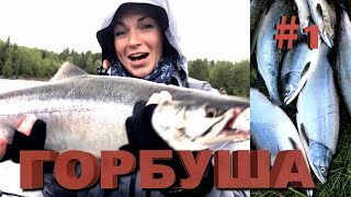 ГОРБУША на Кольском! ОЧЕНЬ успешная рыбалка на горбушу! #1