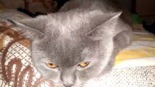 Почему кошки предпочитают спать на животе хозяина
