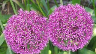 СКАЧАТЬ ФУТАЖИ для видеомонтажа.Весенние цветы лук декоративный.Nature.Free footage