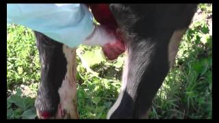 Кастрация быка. Bull castration. Docent A.D. Stepanov, ПДАТУ