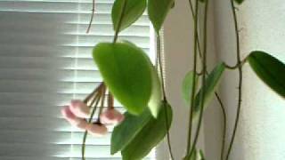 Hoya lacunosa