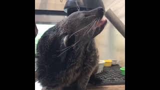 Strawberry Testing