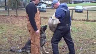 Schutzhund training obedience & protection Tracy Betenbaugh's New dog