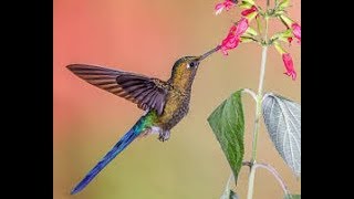 Chim ruồi - bắt gặp chim ruồi thuộc họ quý hiếm nhất và cái kết có hậu