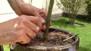 How to graft Lemon tree تطعيم شجرة الليمون
