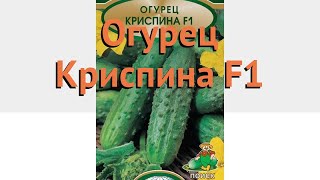 Огурец обыкновенный Криспина F1 (krispina f1) ? обзор: как сажать, семена огурца Криспина F1