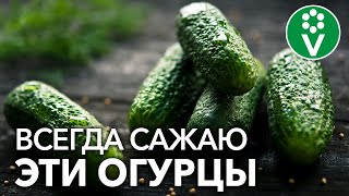 Какие ОГУРЦЫ САМЫЕ УРОЖАЙНЫЕ, а какие самые вкусные?
