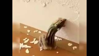 Лучшие видео с животными. Подборка приколов. Смешной бурундук