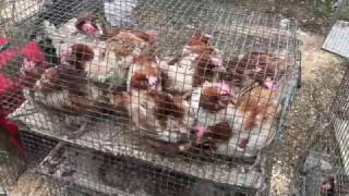 Расширяем хозяйство. Купили курей-несушек и кролика!!! Лысянский базар. Наша жизнь.