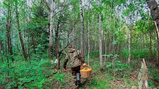 Грибной рай в Калужской области,сбор грибов.Огромные поляны.