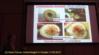 Инжир: Симбиоз или Смерть? Опылитель Blastophaga (Agaonidae) и Ficus carica,  Киев Украина