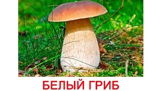 Картинки ГРИБЫ ДЛЯ ДЕТЕЙ, карточки по методике ГЛЕНА ДОМАНА «Вундеркинд с пеленок» часть 2