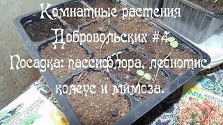 Комнатные растения Добровольских #4 / Посадка: пассифлора, леонотис, колеус и мимоза.