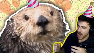 I threw a terrible birthday party for a sea otter