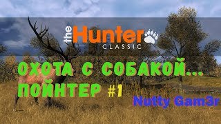 theHunter classic - пойнтер. Охота с собакой... как и что надо делать. #1