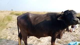 Watch nili Ravi buffalo for sale 30_1_2020 in Punjab Pakistan on YouTube