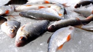 Ловля плотвы весной по последнему льду  Закрытие сезона зимней рыбалки