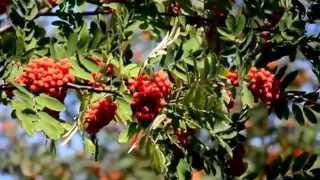 Рябина--Тамара Козлова