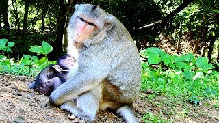 So poor monkey Lizzy sitting lonely by placing Lizza in chest nursing|She's marvelous mummy of all