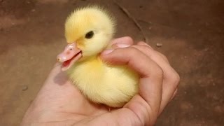 Симпатичные утенок - смешная утка видео. Компиляция | Новое, HD