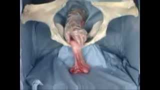 Техника ректальной пальпации КРС |  Rectal palpation technique