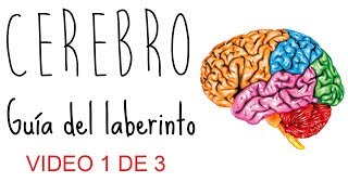 Semana de la Ciencia: Introducción al cerebro humano (1 de 3) David Antón Menéndez