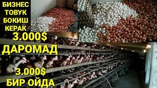 ТОВУК БОКИШ БИЗНЕСИ 3.000$ ДАРОМАД БИР ОЙДА